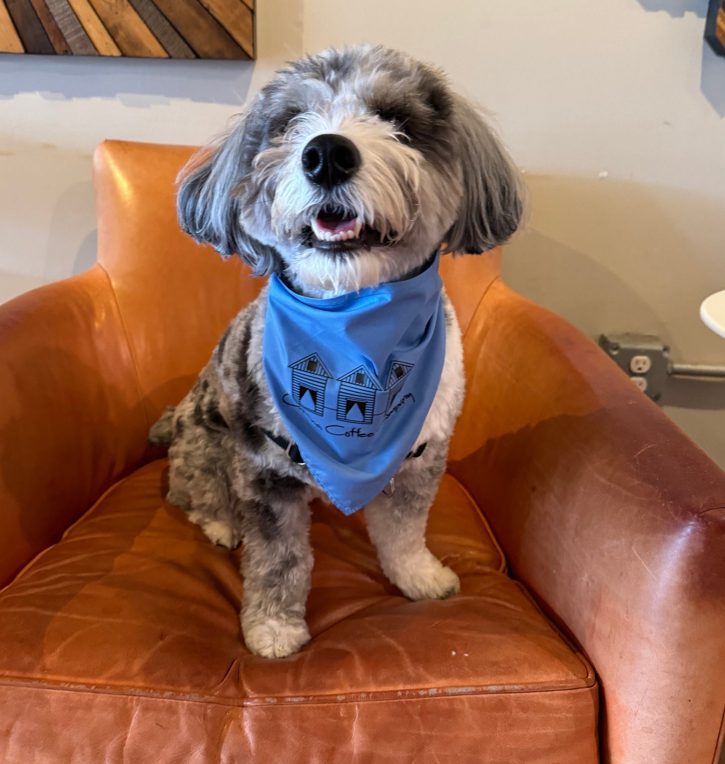 Dog Bandanas