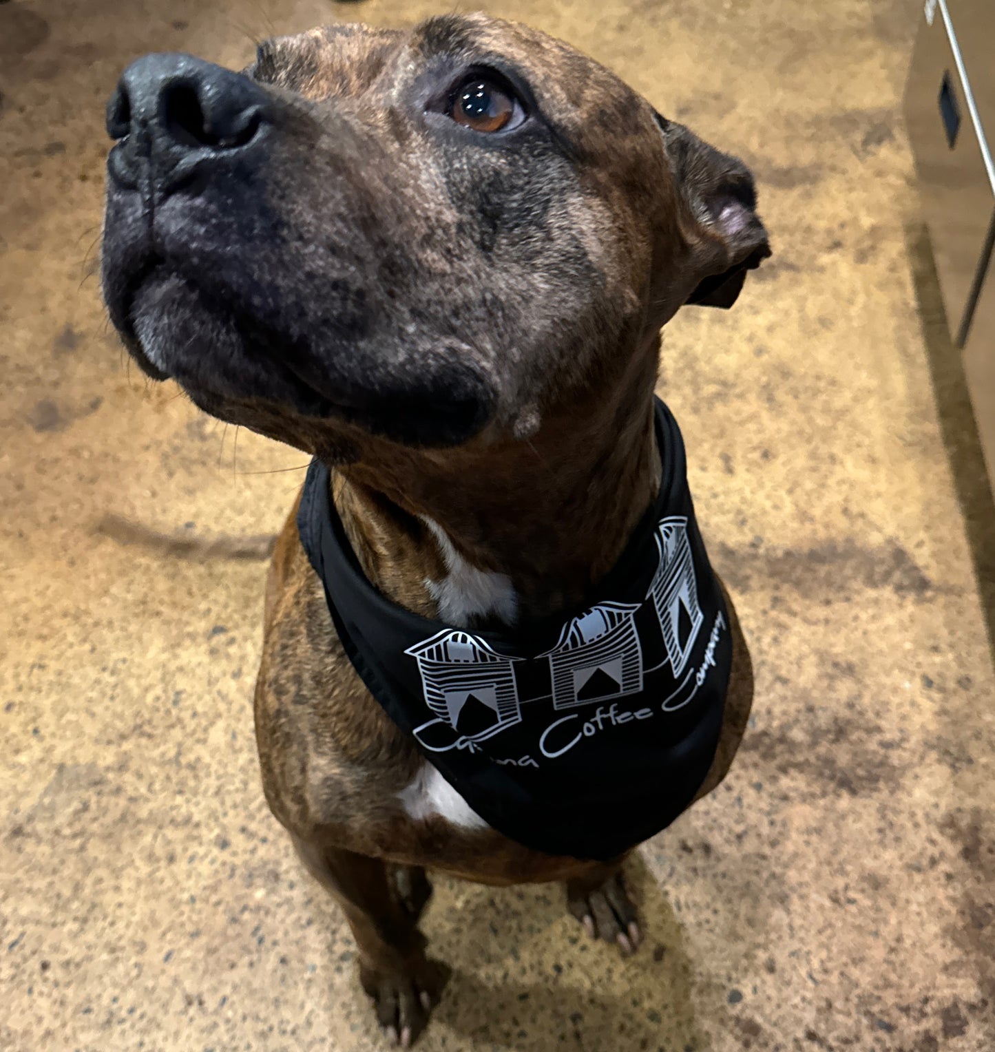 Dog Bandanas