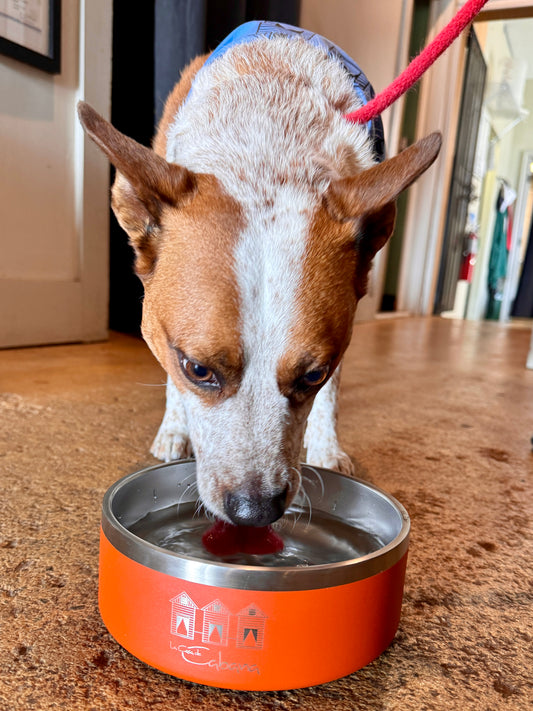 Dog Bowls